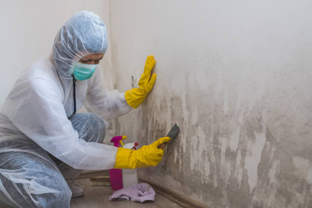 Best Basement Mold Removal  in Monticello, MN